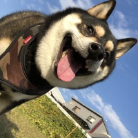 ゴン太