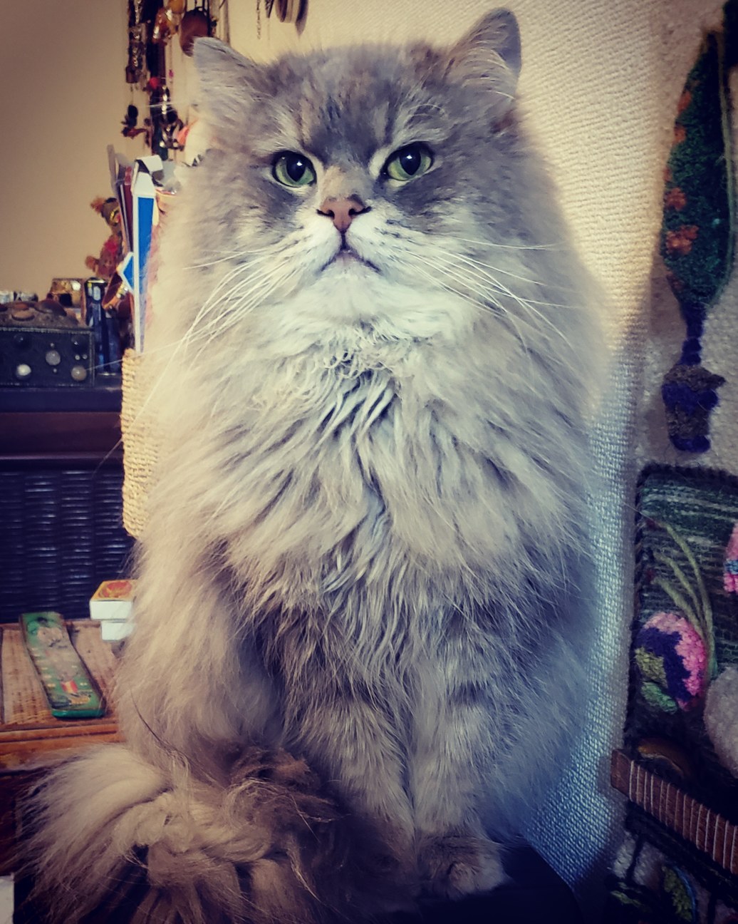 豊五郎(ぶんごろう)