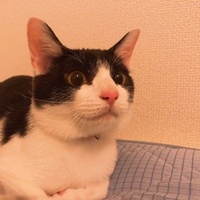 タマ