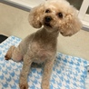 トイプードルの女の子里親募集します！ サムネイル2