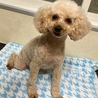 トイプードルの女の子里親募集します！ サムネイル3