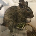 デグーの里親募集中