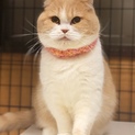 繁殖場レスキュー。長毛スコティッシュ