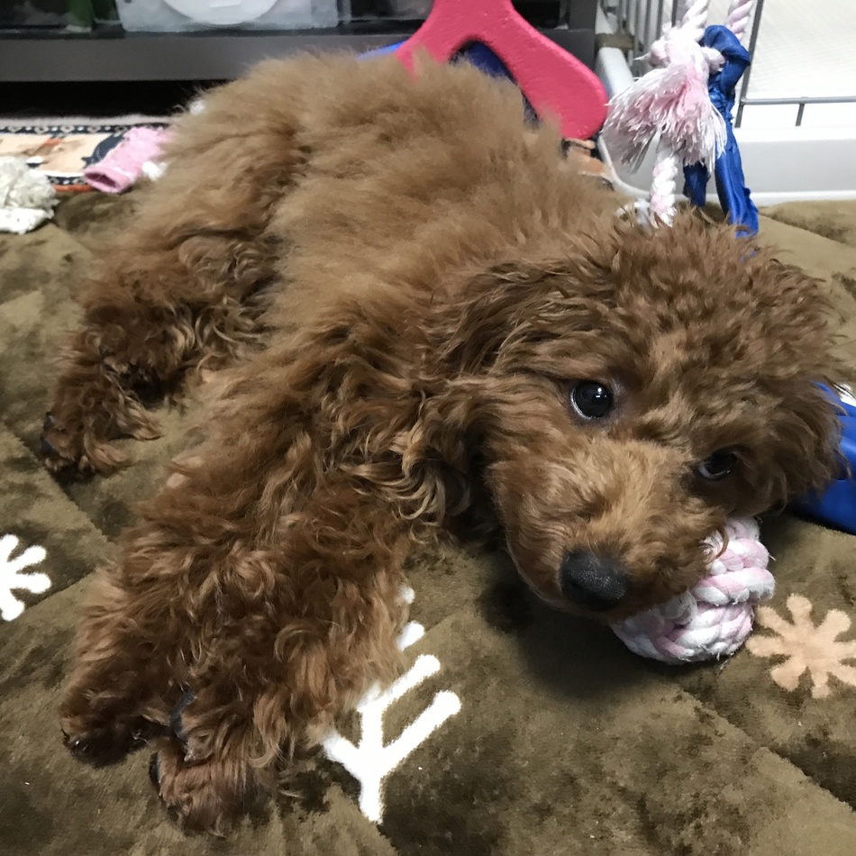 レイのカバー写真