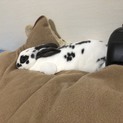 里親募集します！