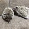 の写真