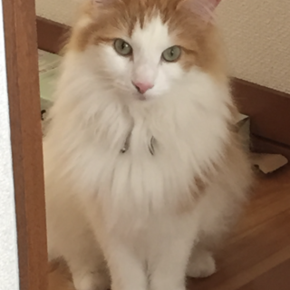 ☆7歳☆ノルウェージャン