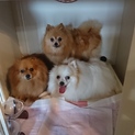 ポメラニアンの親子 母犬&娘２匹