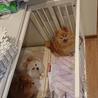 ポメラニアンの親子 母犬&娘２匹 サムネイル4