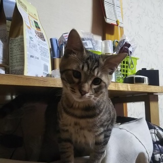 大至急、里親さん募集