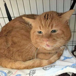 たくみくん顔の大きさは負けません　甘えん坊