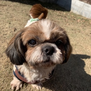 愛しの僕！シーズーのポンチョ