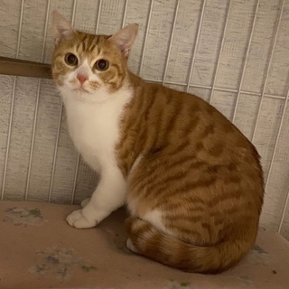 可愛い茶白の女の子