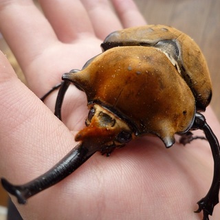 エレファスゾウカブト ゾウカブト（エレファスゾウカブト） | 虫の写真と生態なら昆虫写真