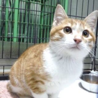 譲渡されました♡有難うございました！