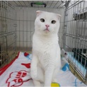 スコmix白猫♀（折れ耳）あどけない可愛いさ