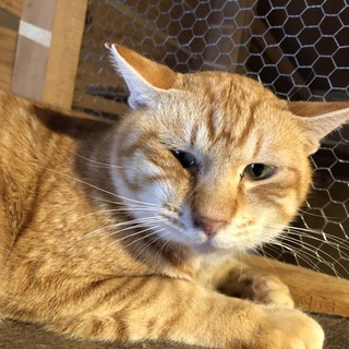 受け入れ先が決まりました！有難うございました♡