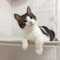 家族にしてください②