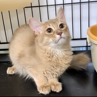 ビビリだけど本当は甘えたいソマリ女の子