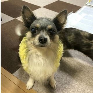 人懐っくて優しい チャロくん☆