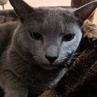 【募集】ロシアンブルー （福岡）