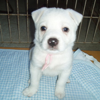 白系で人懐っこい女の子たちです