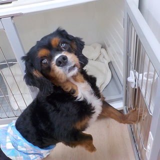 マイペースな不思議ちゃん　ゴンザレスくん　推定７才