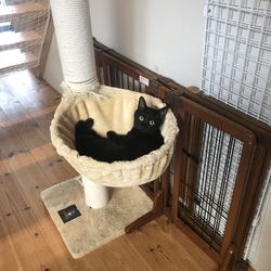 「譲渡完了しました。」サムネイル2