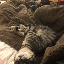 「譲渡完了しました。」サムネイル3