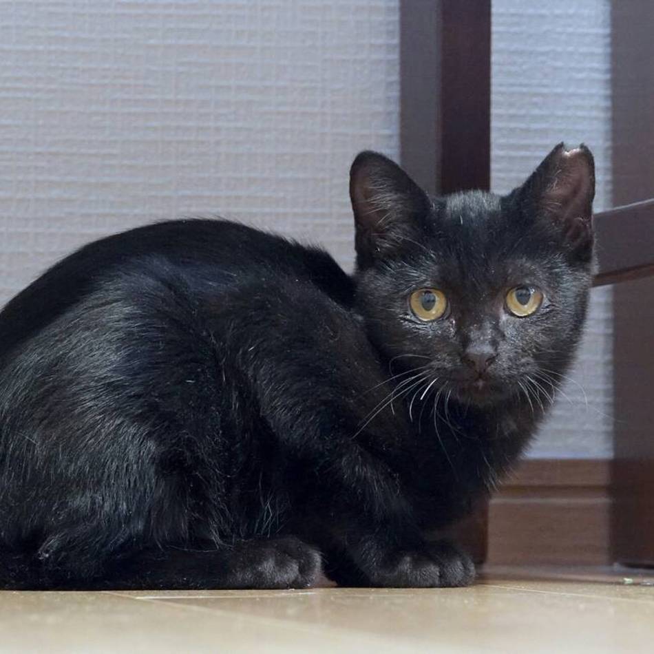 こまめのカバー写真