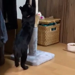 「譲渡完了しました」サムネイル2