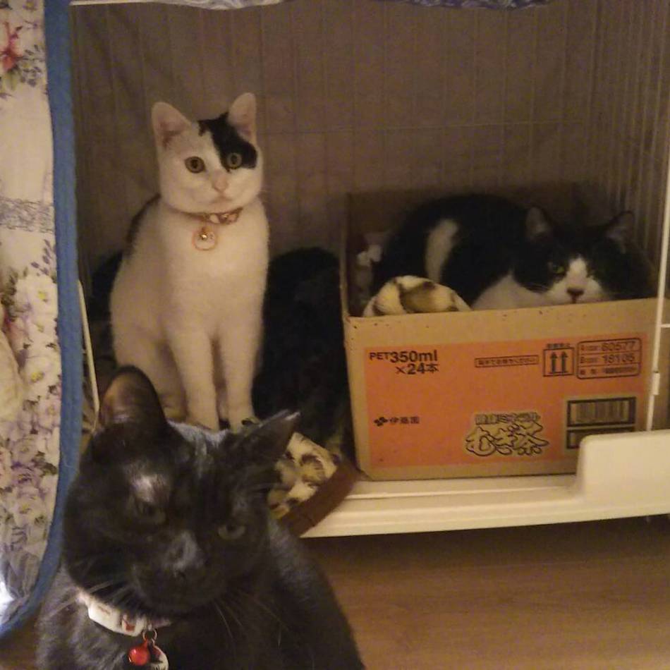 黒丸のカバー写真