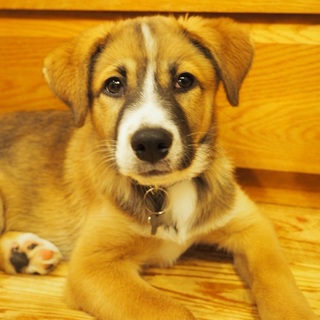 ふわふわモコモコの子犬「おいも」