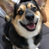 の写真
