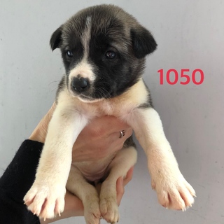 5匹兄妹の子犬たち。1050, 1051
