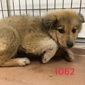 ふわふわの子犬ちゃんです。1062