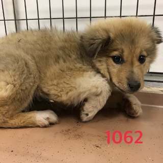 ふわふわの子犬ちゃんです。1062