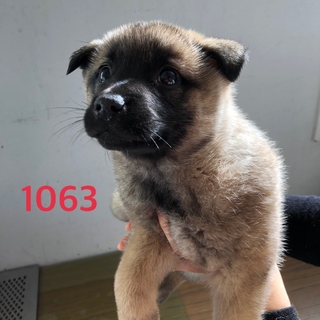 3匹で寄り添っています。1063〜1065