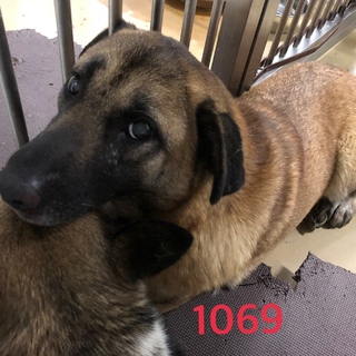 2匹で寄り添っています。1069