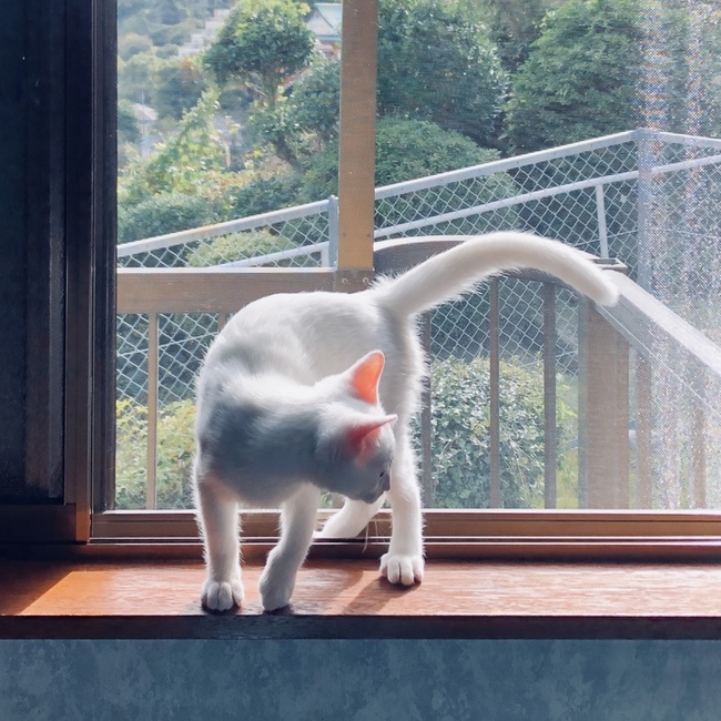 くどうくどうのカバー写真