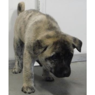 団体様より引き出し。子犬♀332