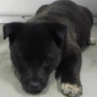団体様より引き出し。子犬♀334