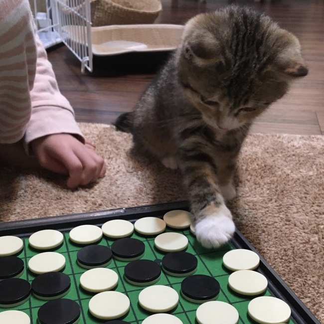 はなへいのカバー写真