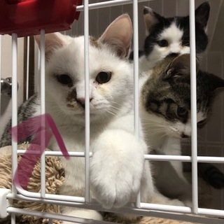 家族になってください！
