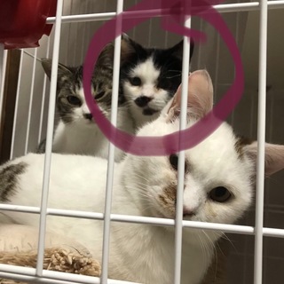 家族になってください！