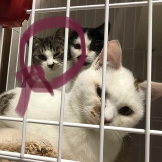 家族になってください！