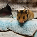 ゴールデンハムスター子ハムの里親募集