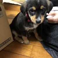 おまめ