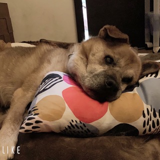 ☆トライアル決定☆幸くんに最後の安らぎの場所を♡