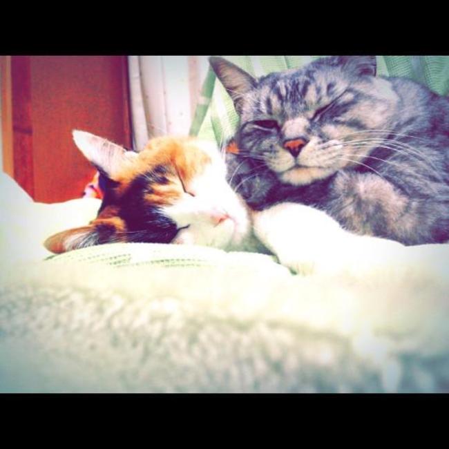 おはななのカバー写真